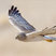 Northern Harrier